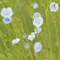 Tessuti in lino per ricamo